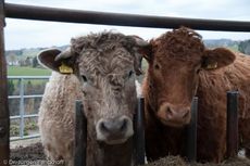 Hausrind (163 von 174).jpg